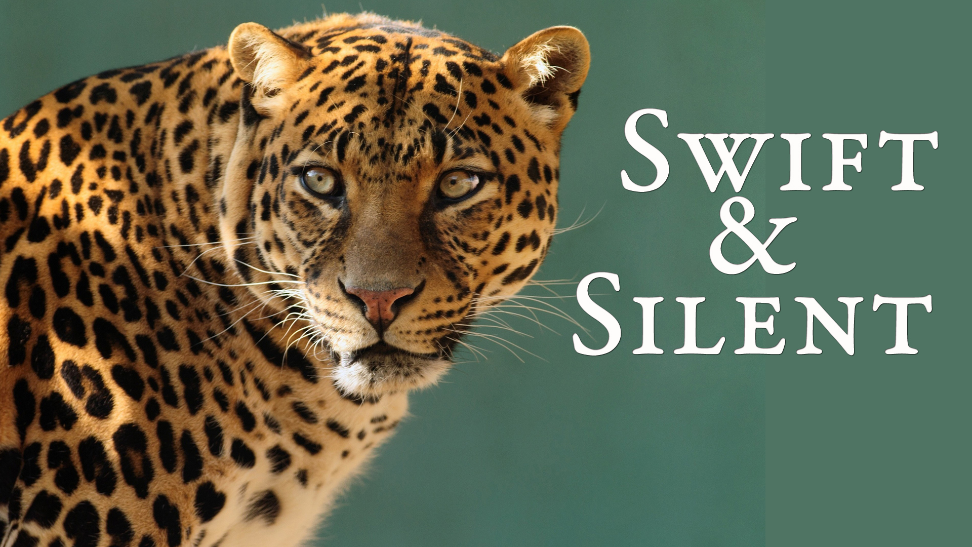 Swift & Silent