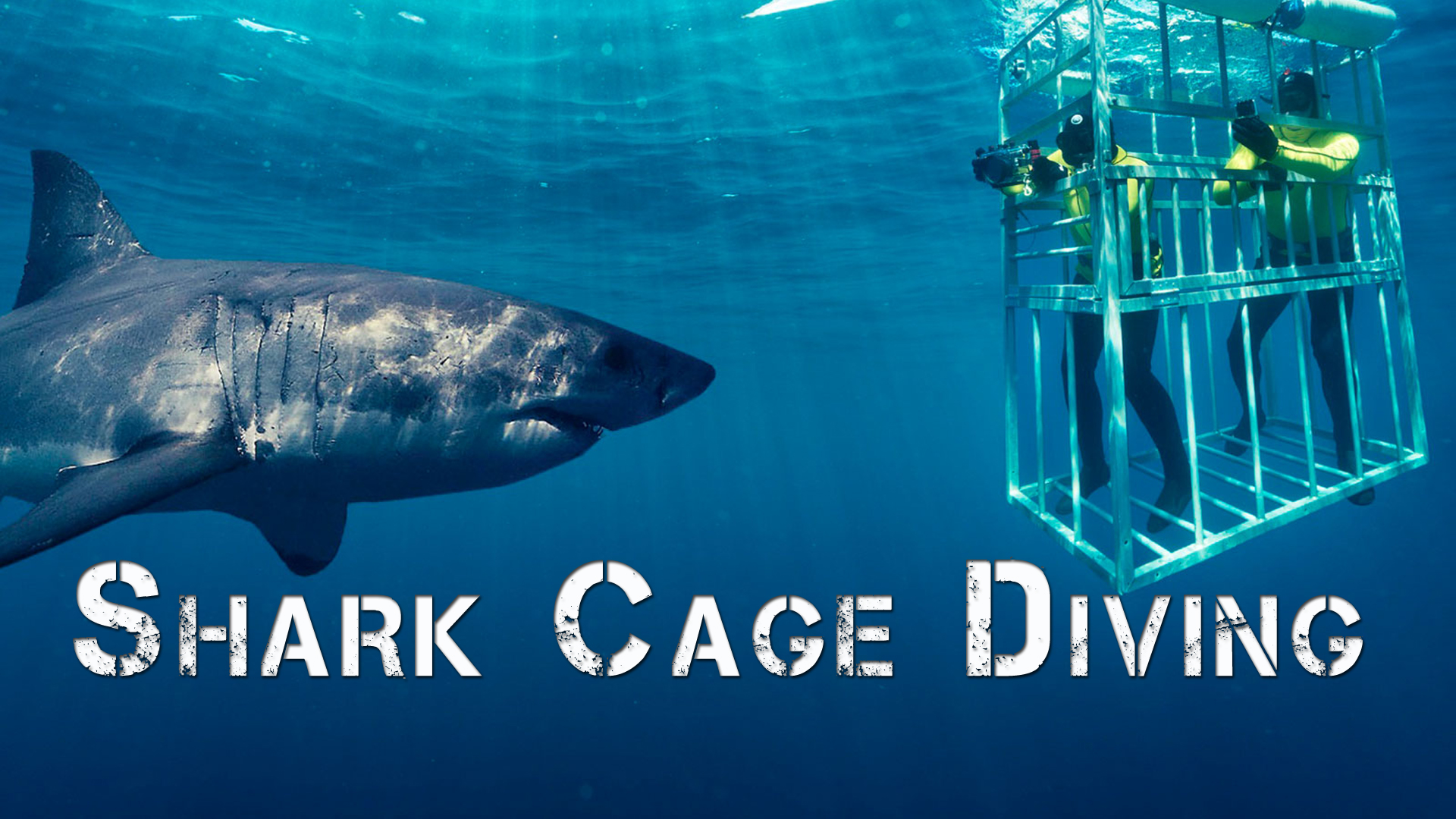 Shark Cage Diving