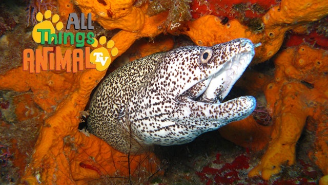 All Things Animal : Eels