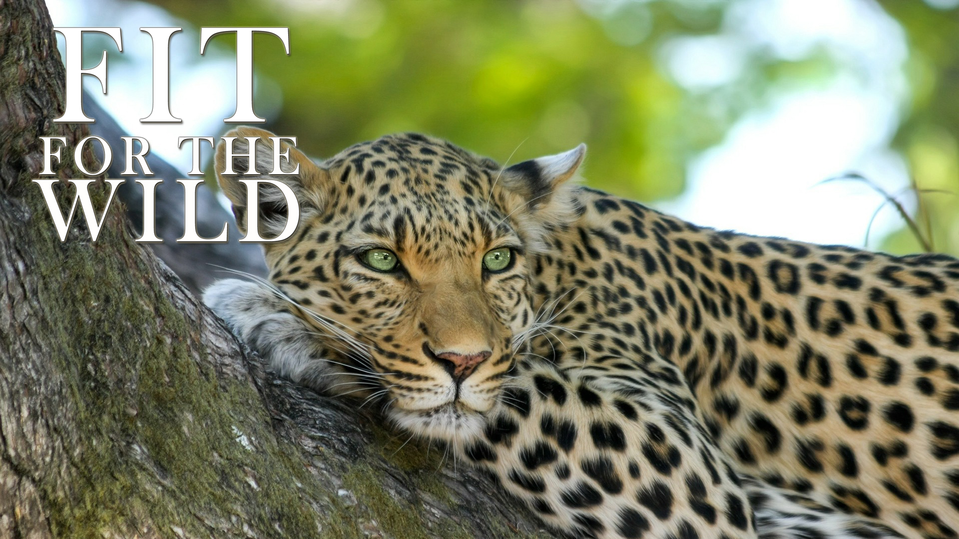 FFW06 - Adapted to Swamps