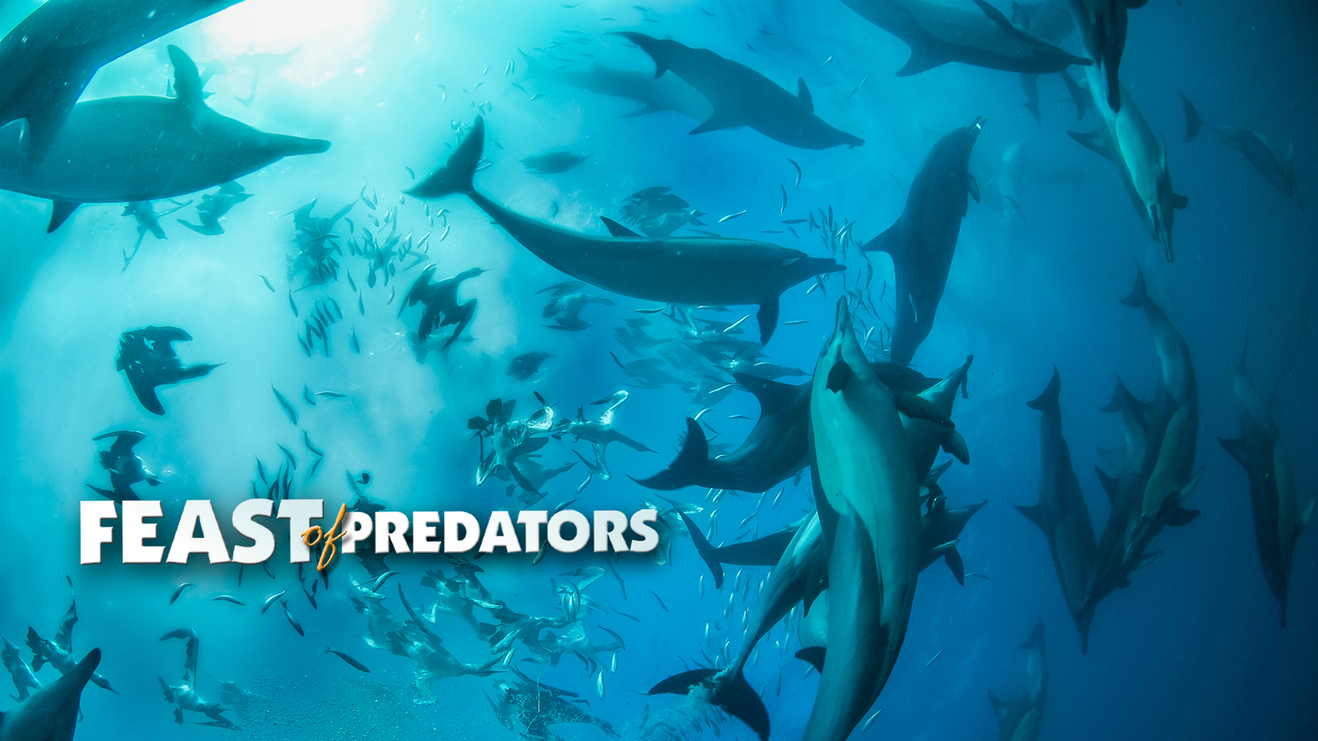 Feast of Predators