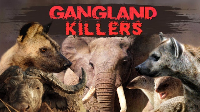 Gangland Killers