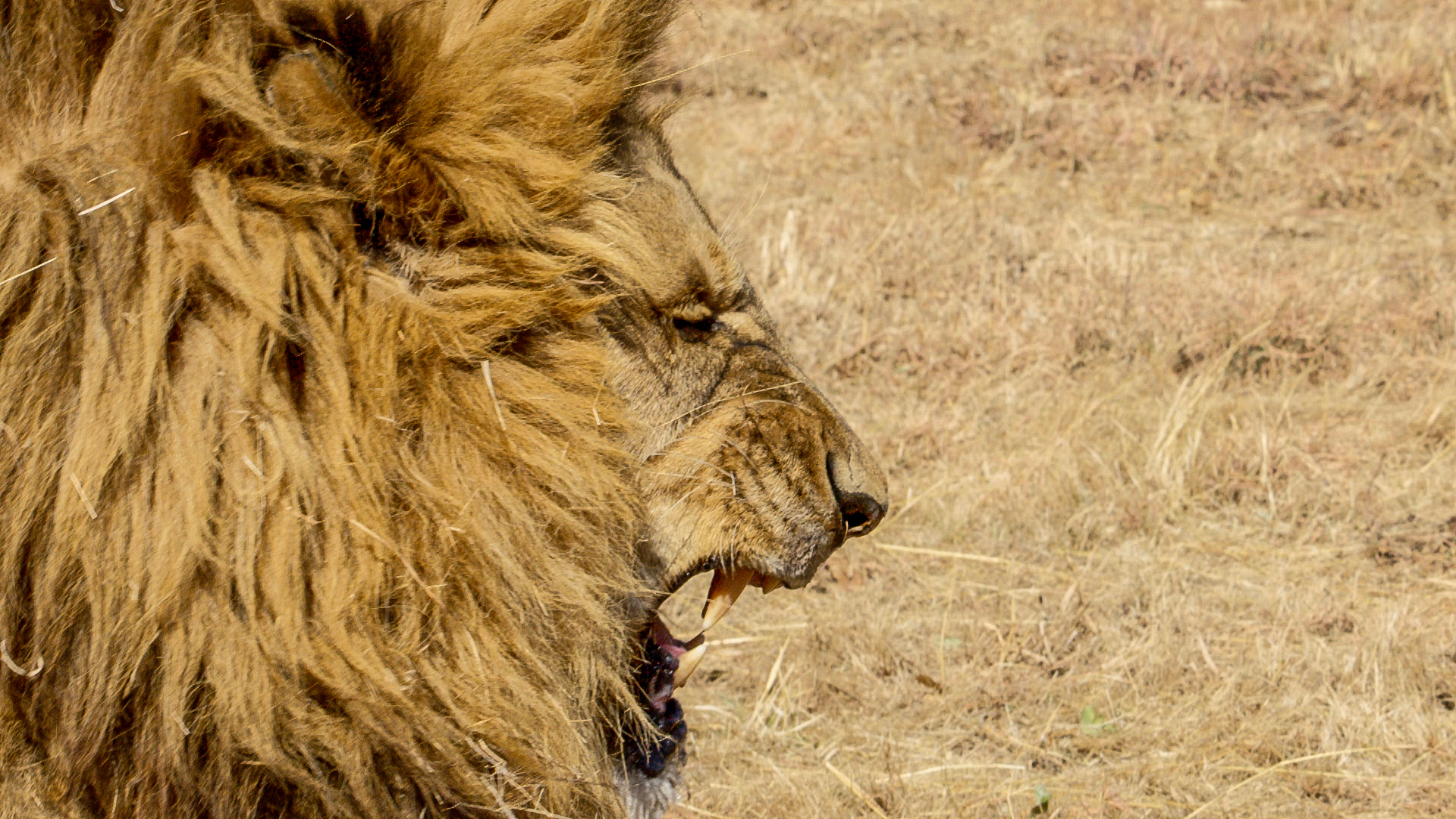 BIG TEETH, BIG EATERS.