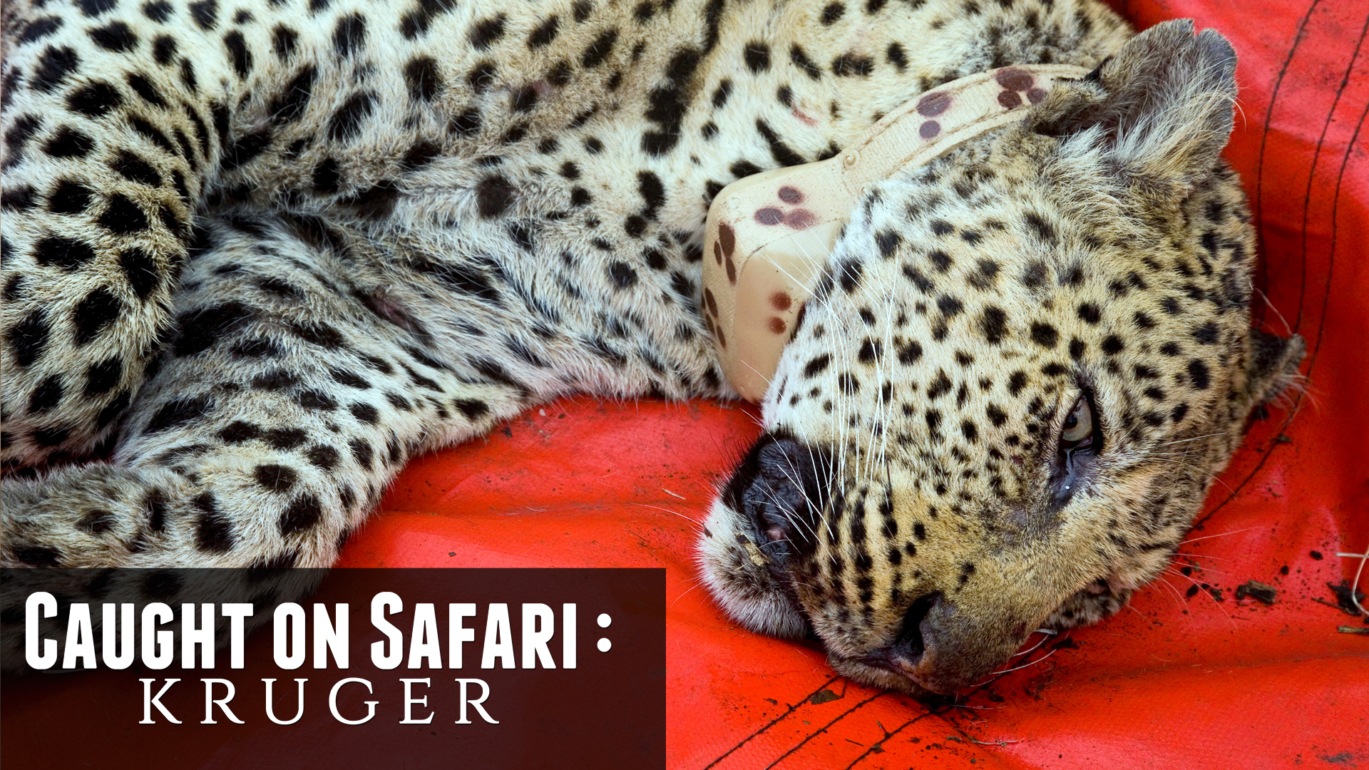 KS02 - On the trail of a Leopard