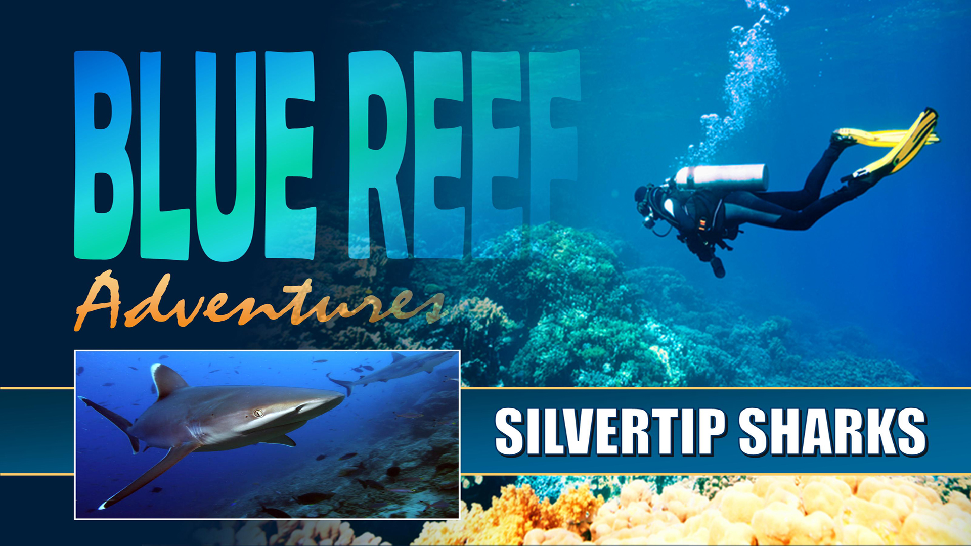 BRA10 - Silvertip Sharks