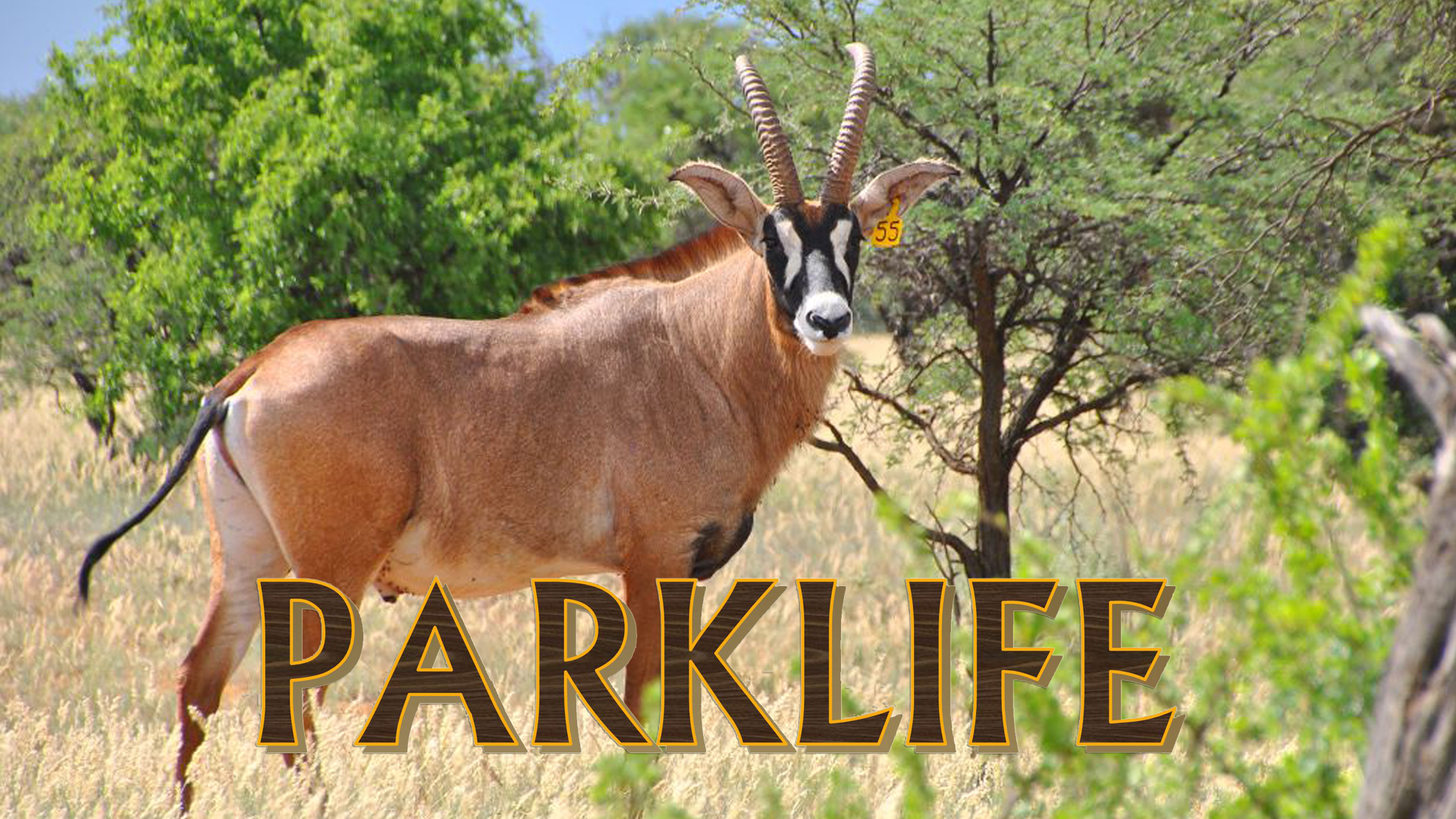 PL11 - Roan & Zebra Capture