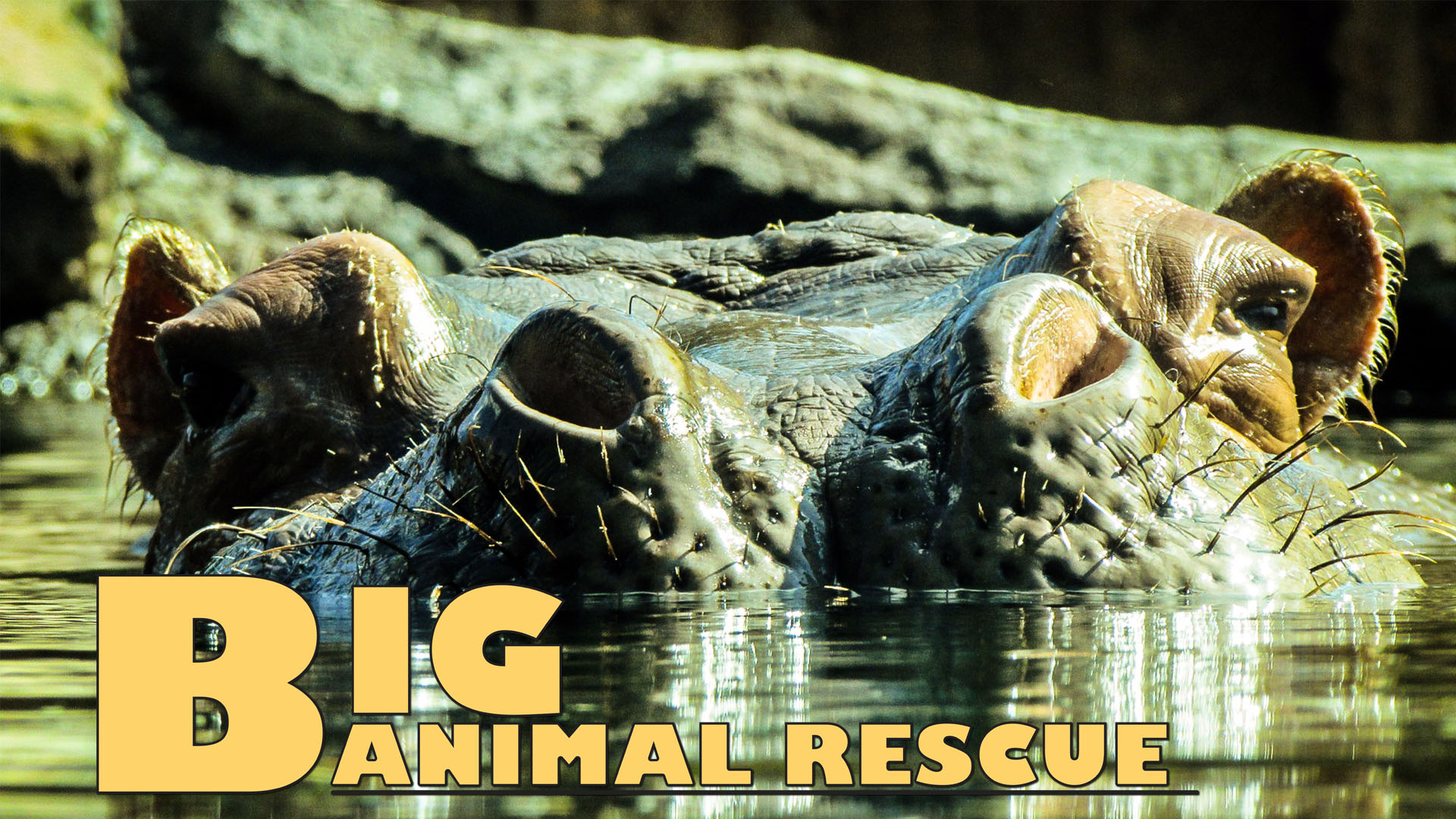 BAR03 - Hippo Translocation