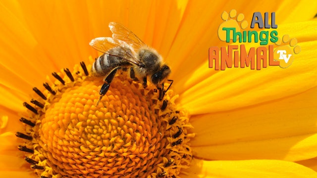 All Things Animal : Bees