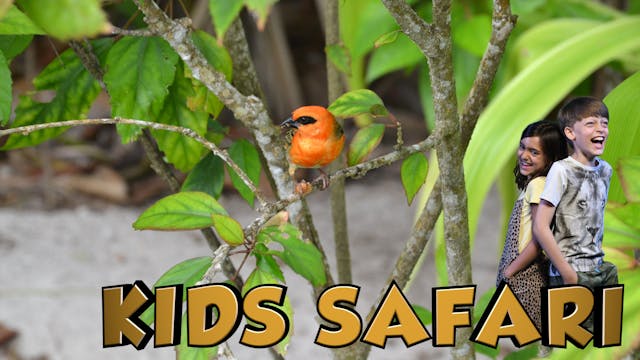 SEYCHELLES KIDS SAFARI - THE FOREST