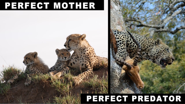 Perfect Mothers, Perfect Predators