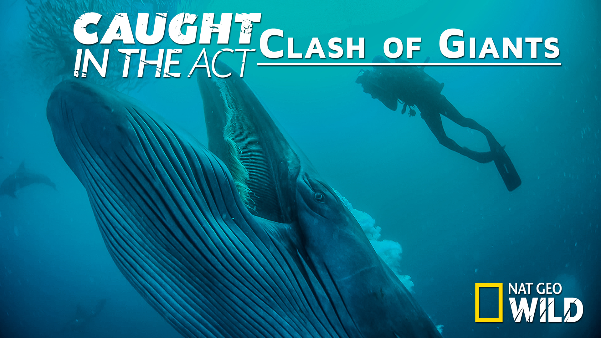 Caught in the Act: Clash of giants