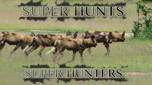 Super Hunts Super Hunters