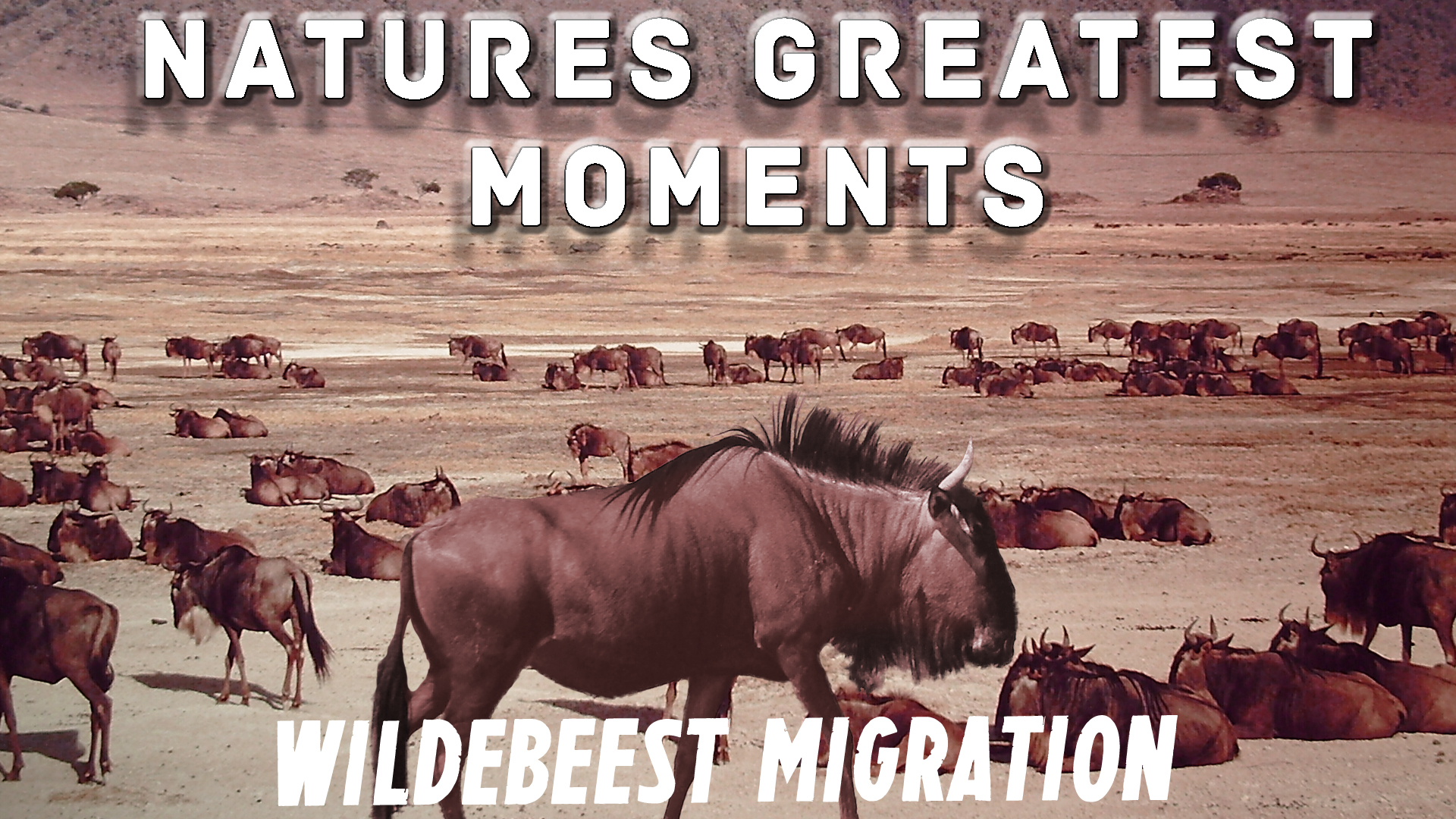 NGM205 - Great Wildebeest Migration