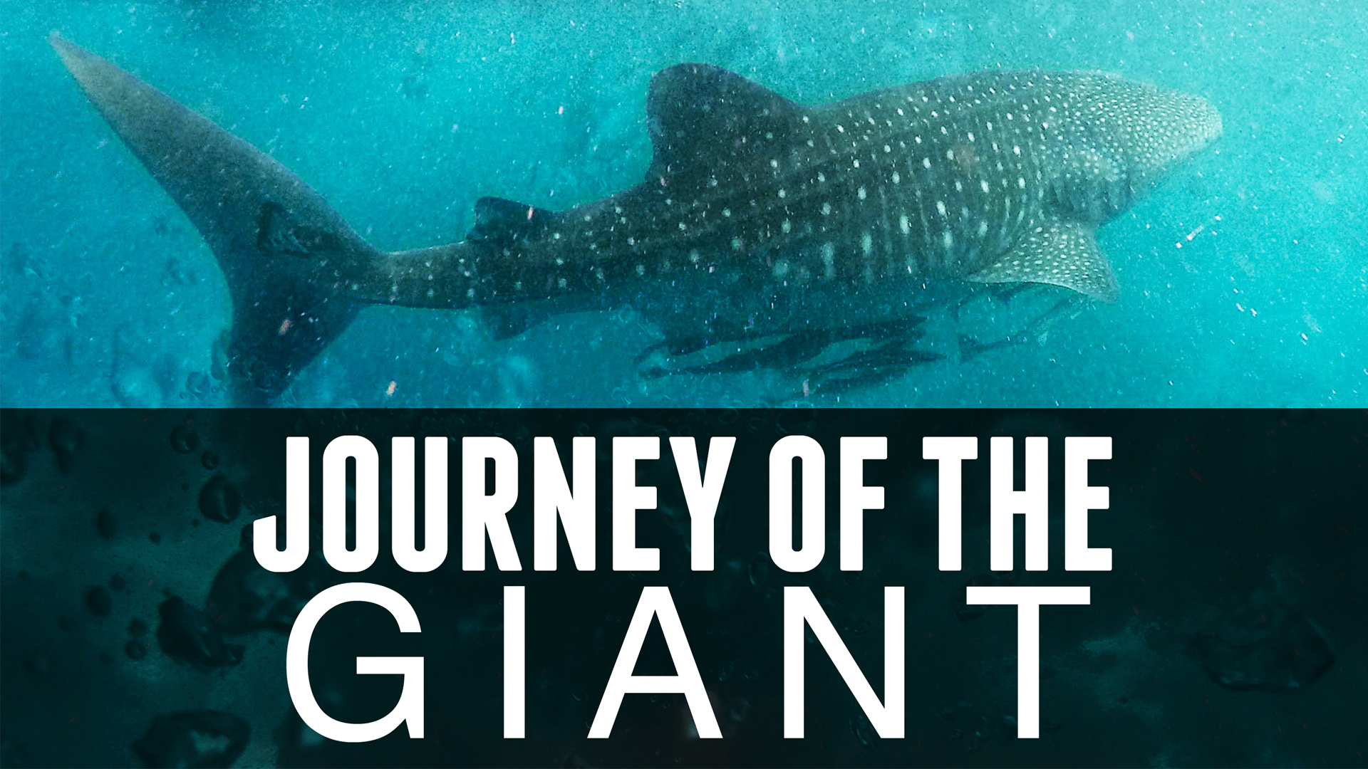 Journey of the Giant