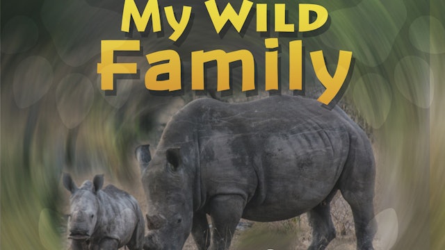 MWF201 - Baby Rhino