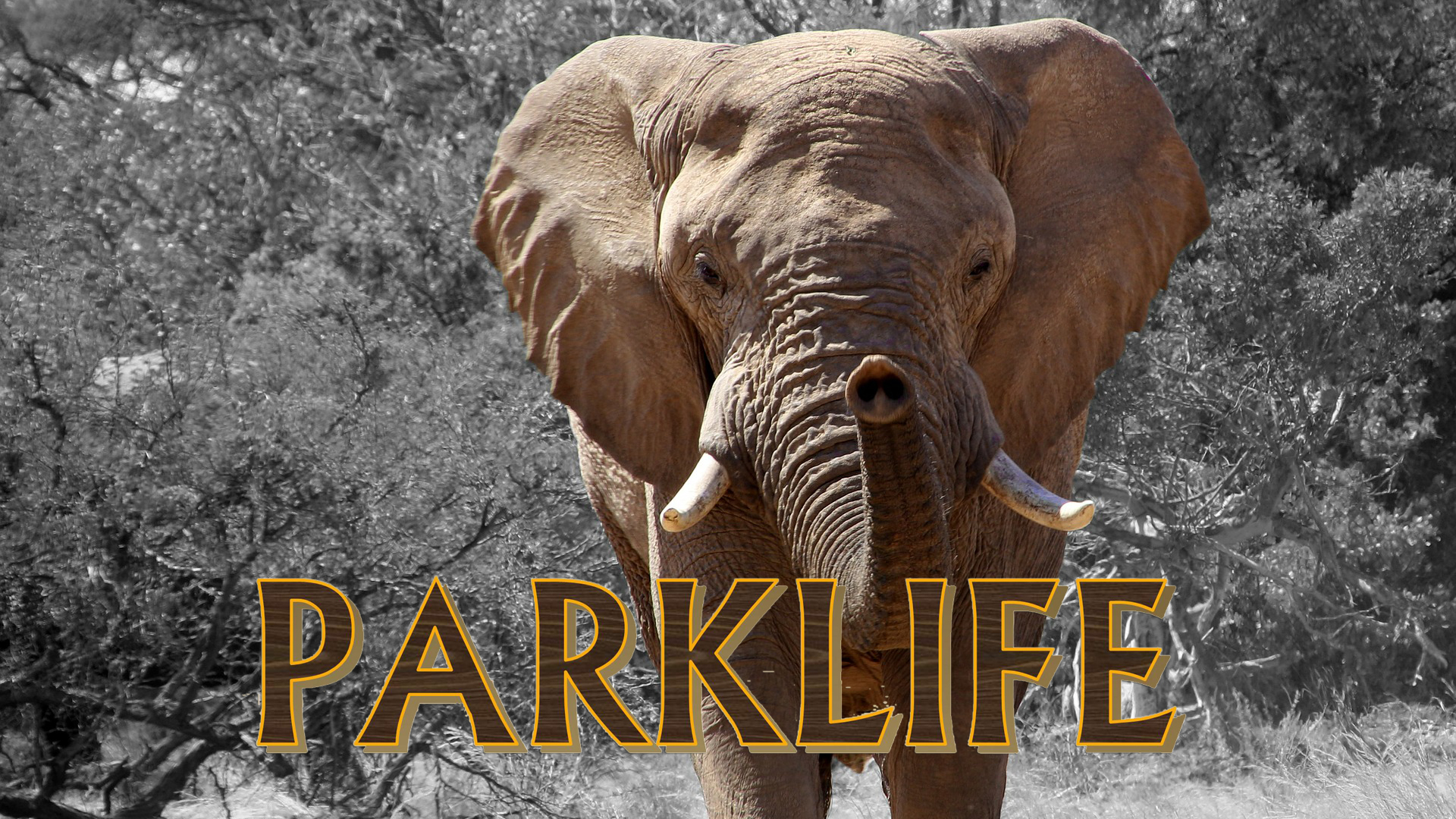 PL08 - Rogue Elephant Capture & Skukuza Kids