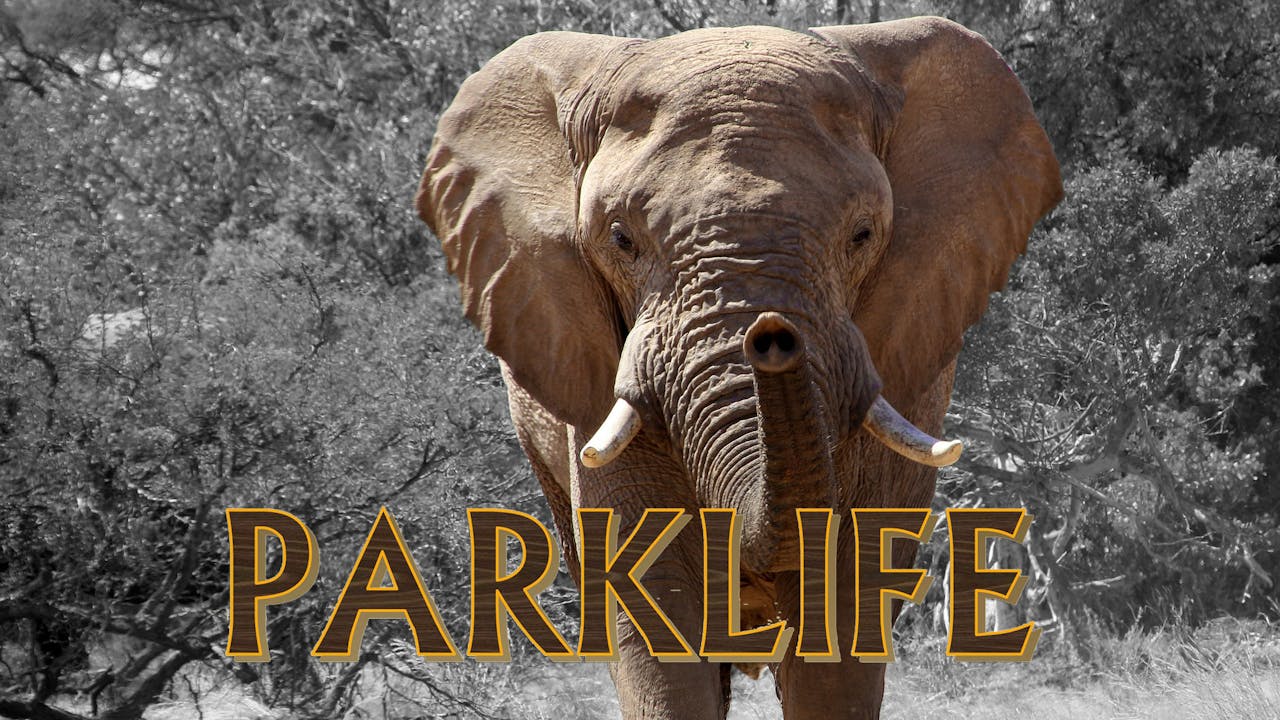 PL08 Rogue Elephant Capture & Skukuza Kids Season 1 Lion Mountain TV