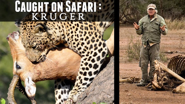 Caught on Safari: Kruger