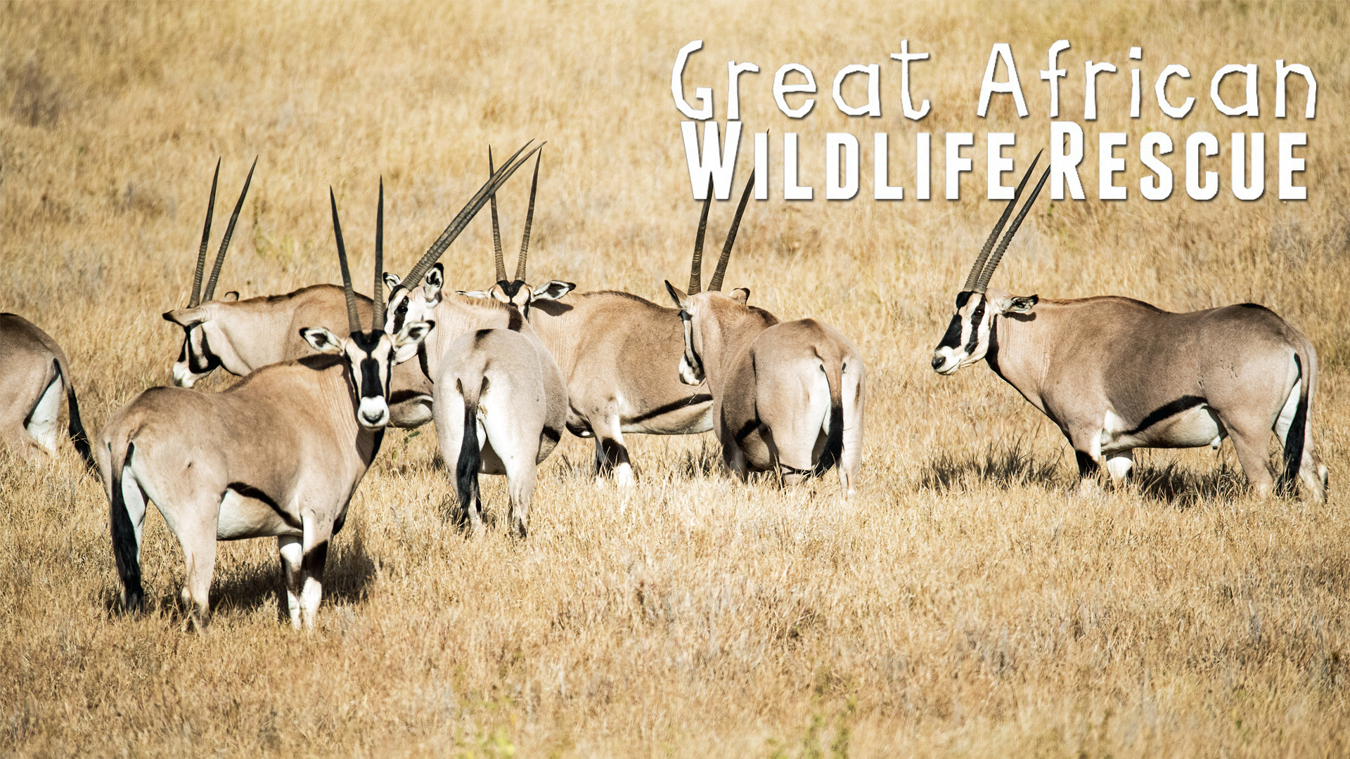 GAWR05 - Never Underestimate your Opponent