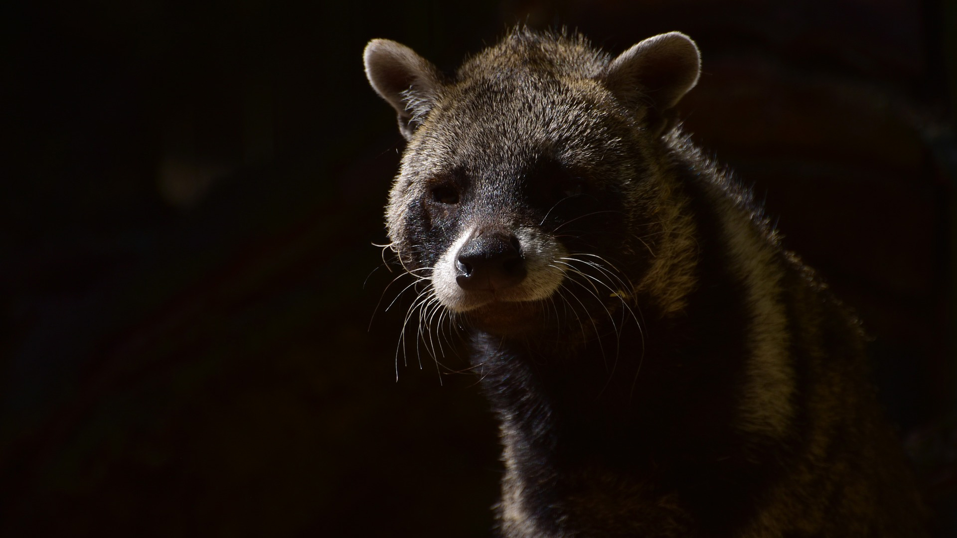Secret Creatures : The Civet