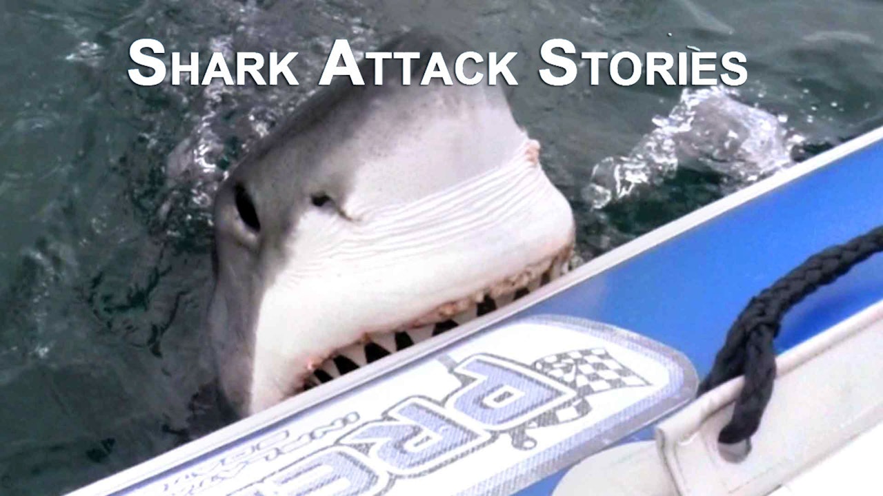 Shark Attack Stories