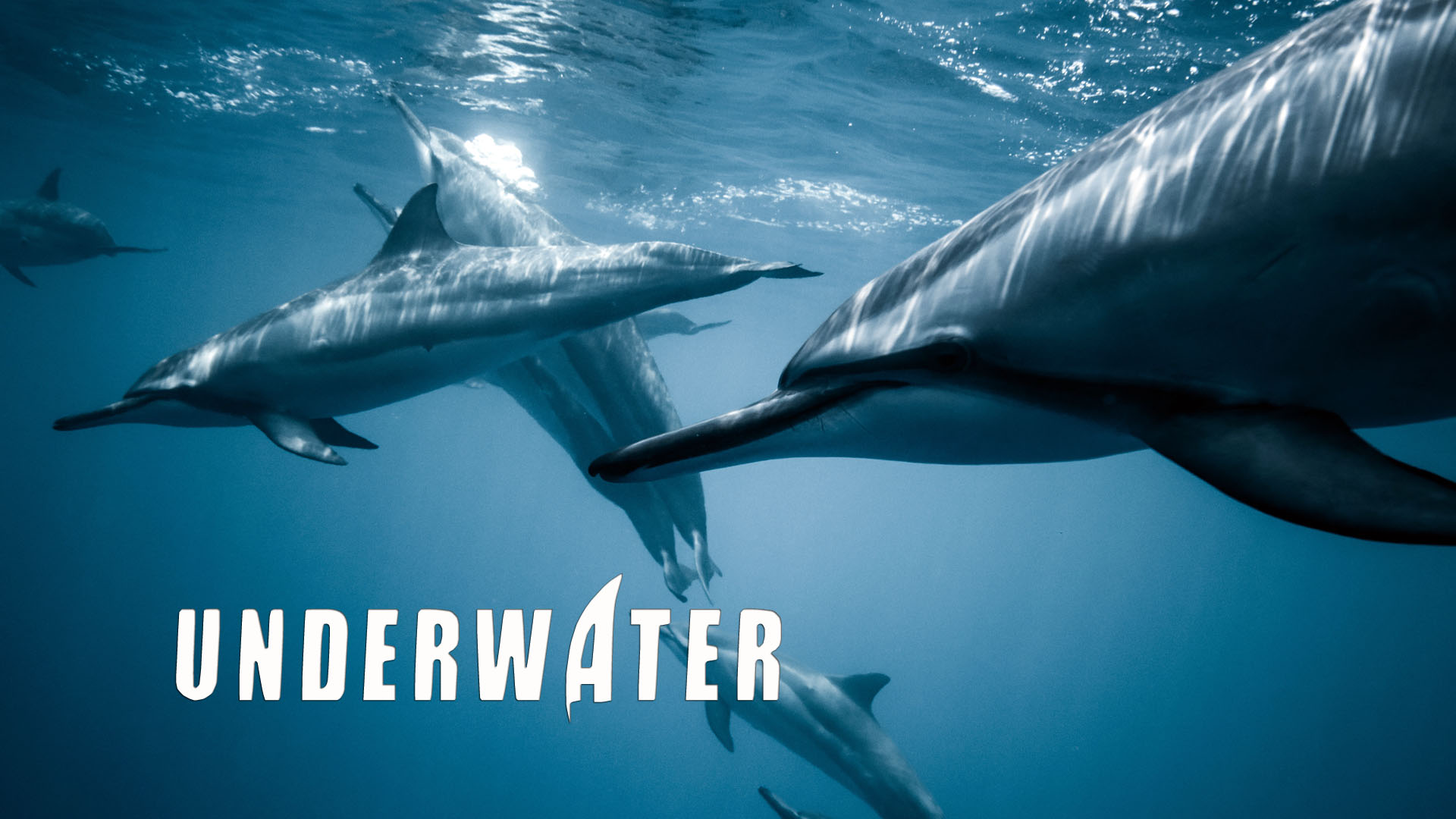 Ocean & Underwater Shorts