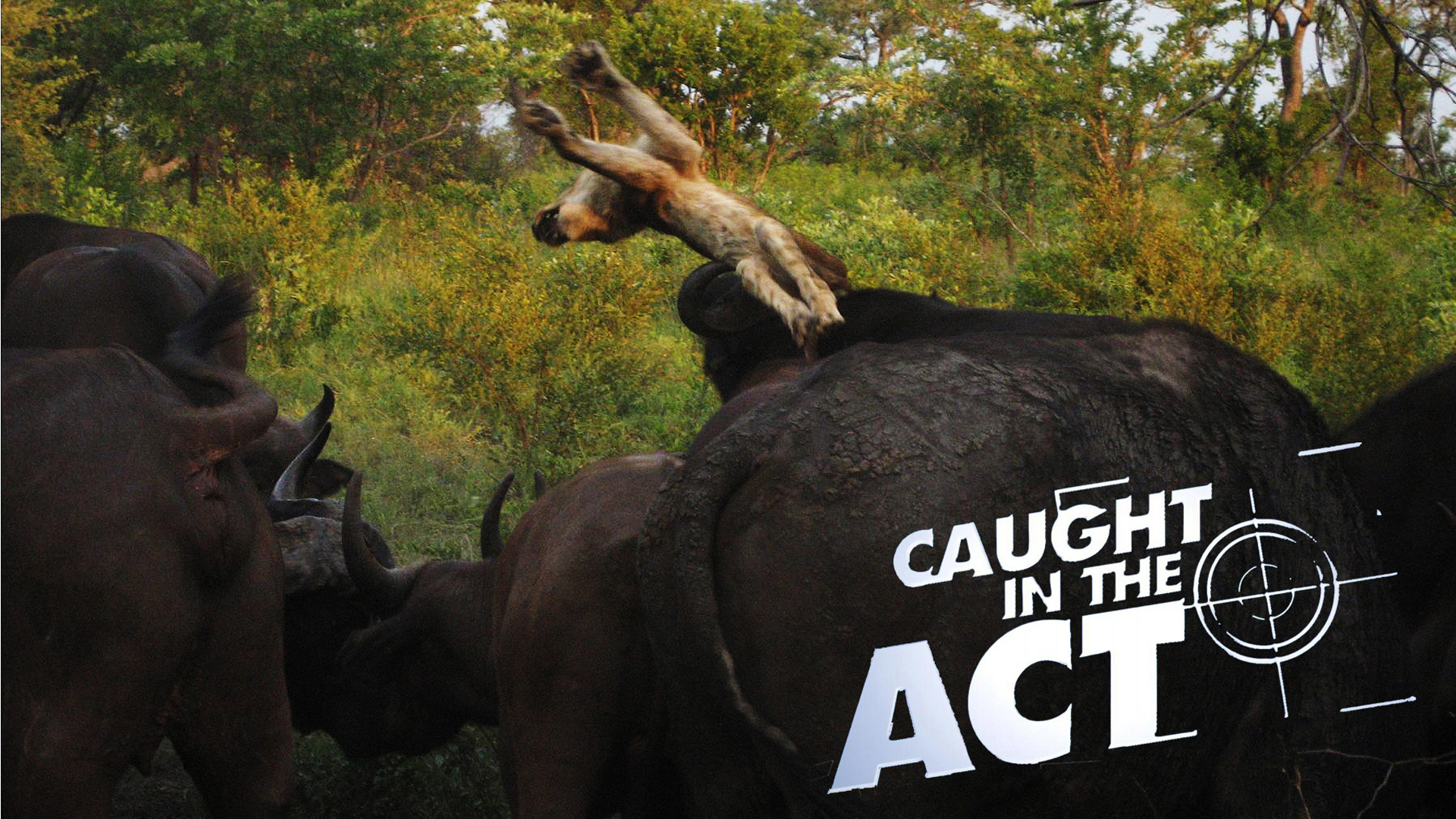 Caught in the Act teaser