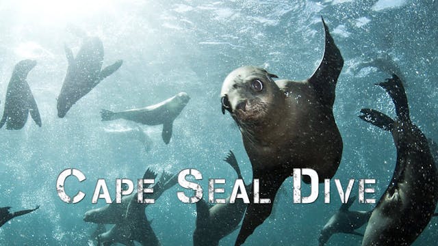 Cape Fur Seal Dive