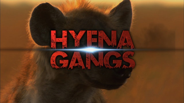 Hyena Gangs