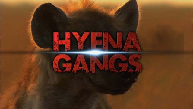 Hyena Gangs