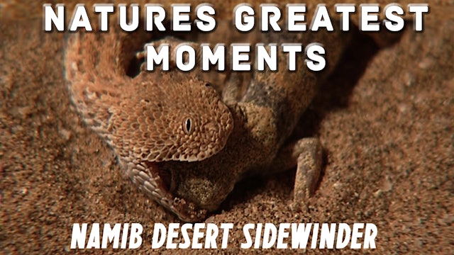 NGM201 - Namib Desert Sidewinder