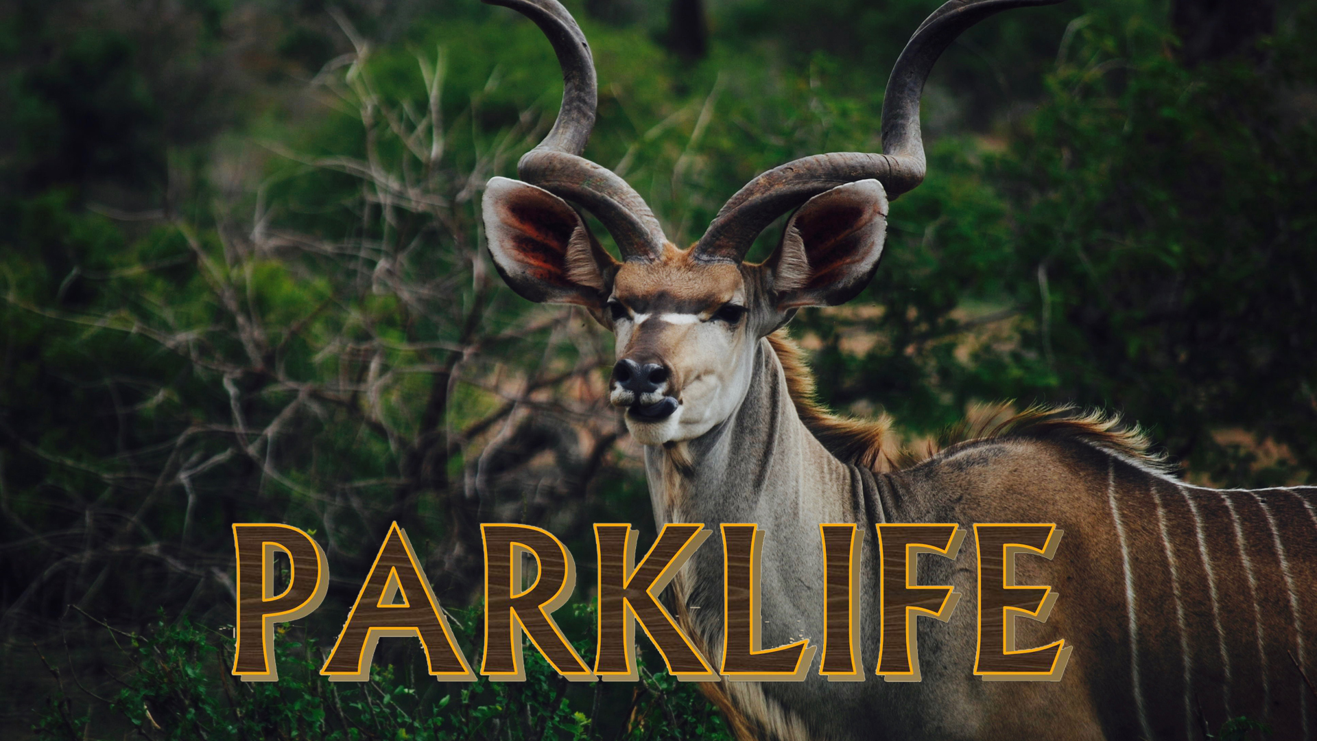 PL12 - Napi Walking Trail & Fire in the Kruger Park