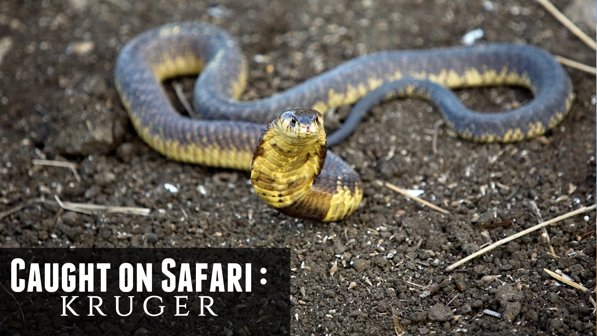 KS04 - Bush Survival