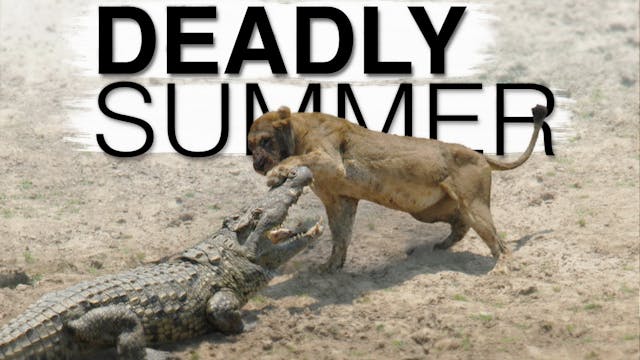 Deadly Summer