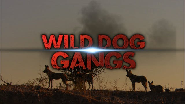 Wild Dog Gangs
