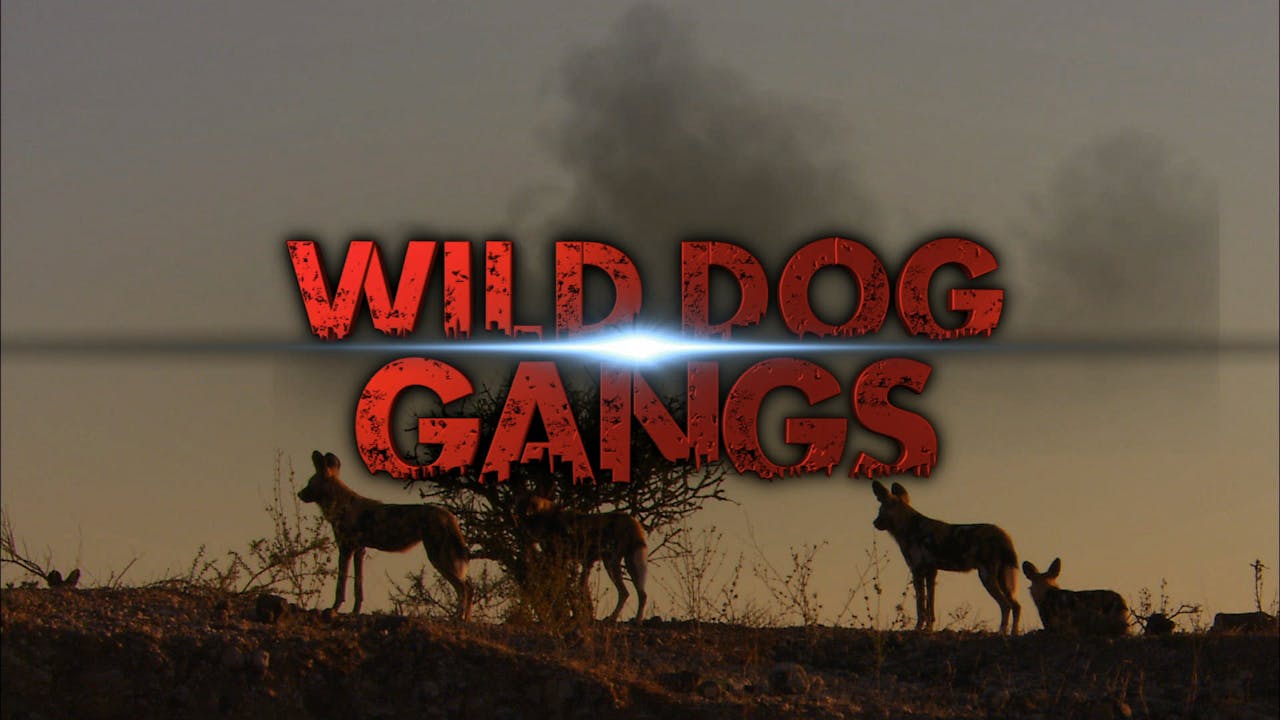 Dog gang. Animal Planet гангстеры дикой природы.