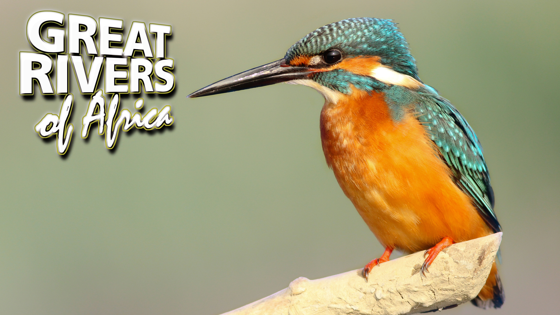 GROA12 - Pongola the generous river