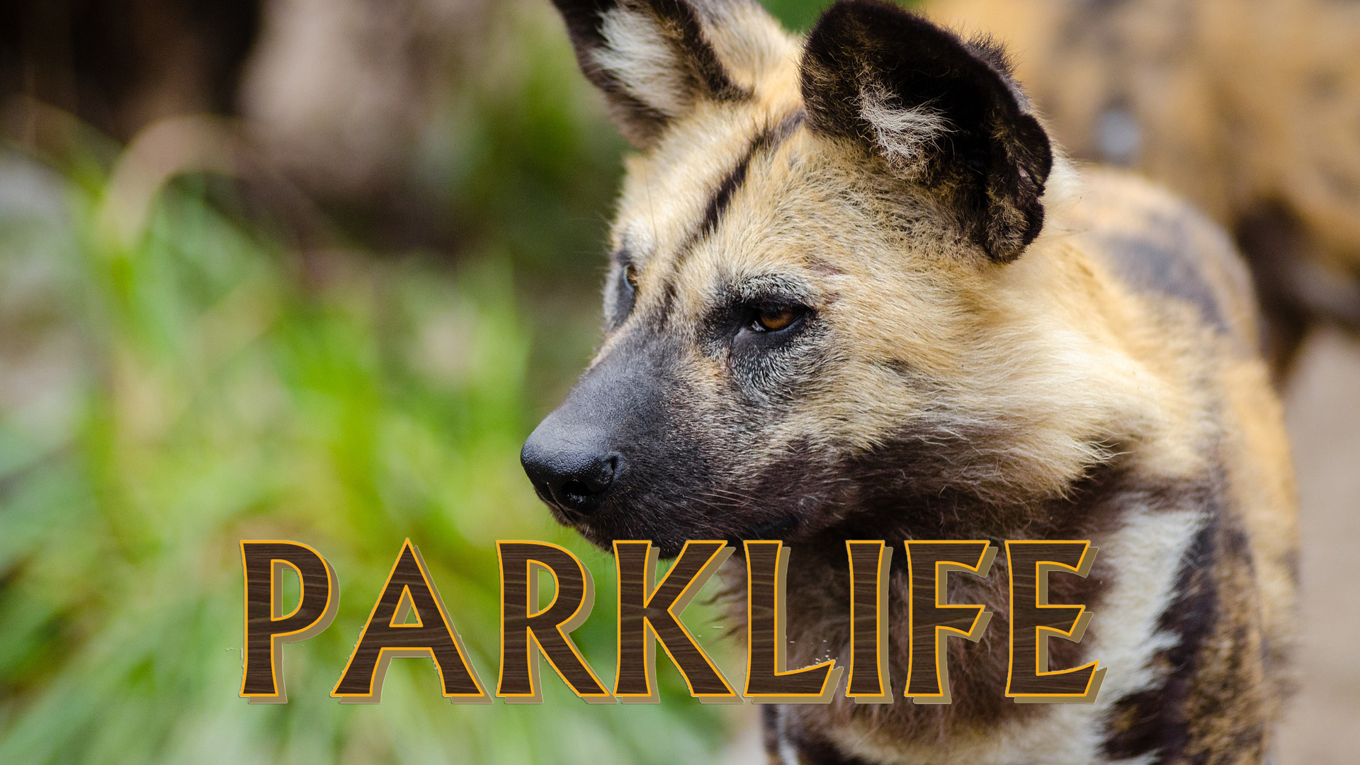 PL06 - Buffalo Capture & Kruger's Wild Dogs