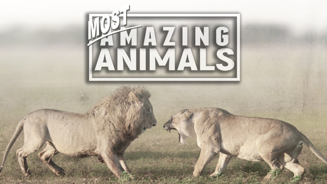 Most Amazing Animals