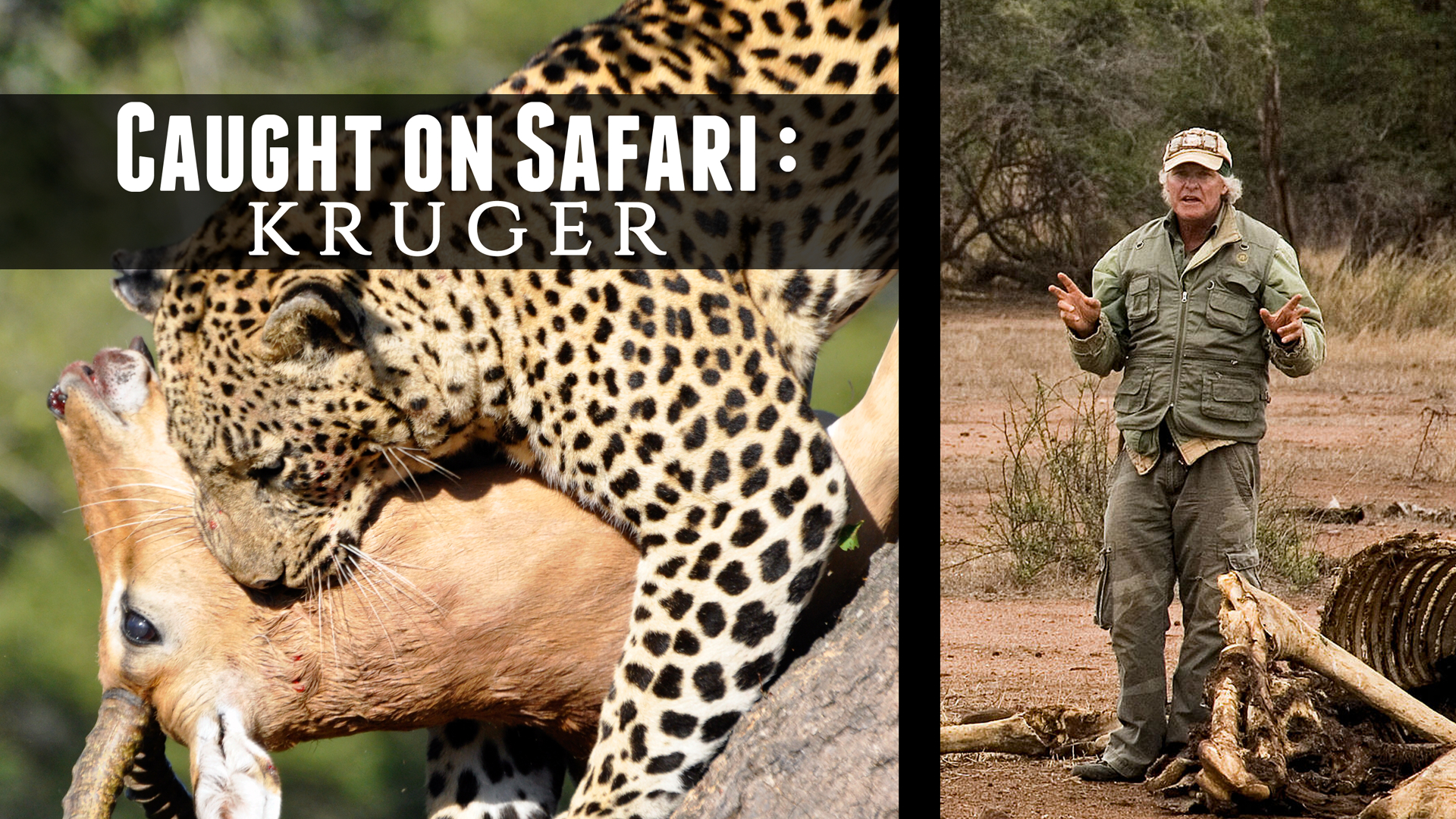 Caught on Safari: Kruger