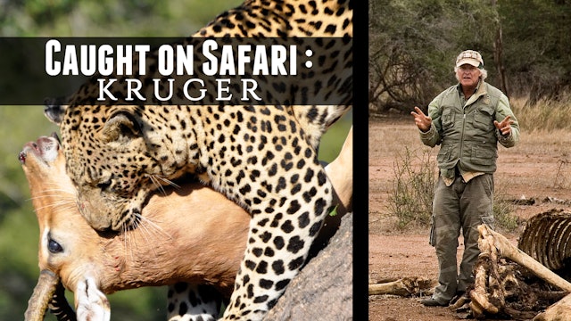 Caught on Safari: Kruger