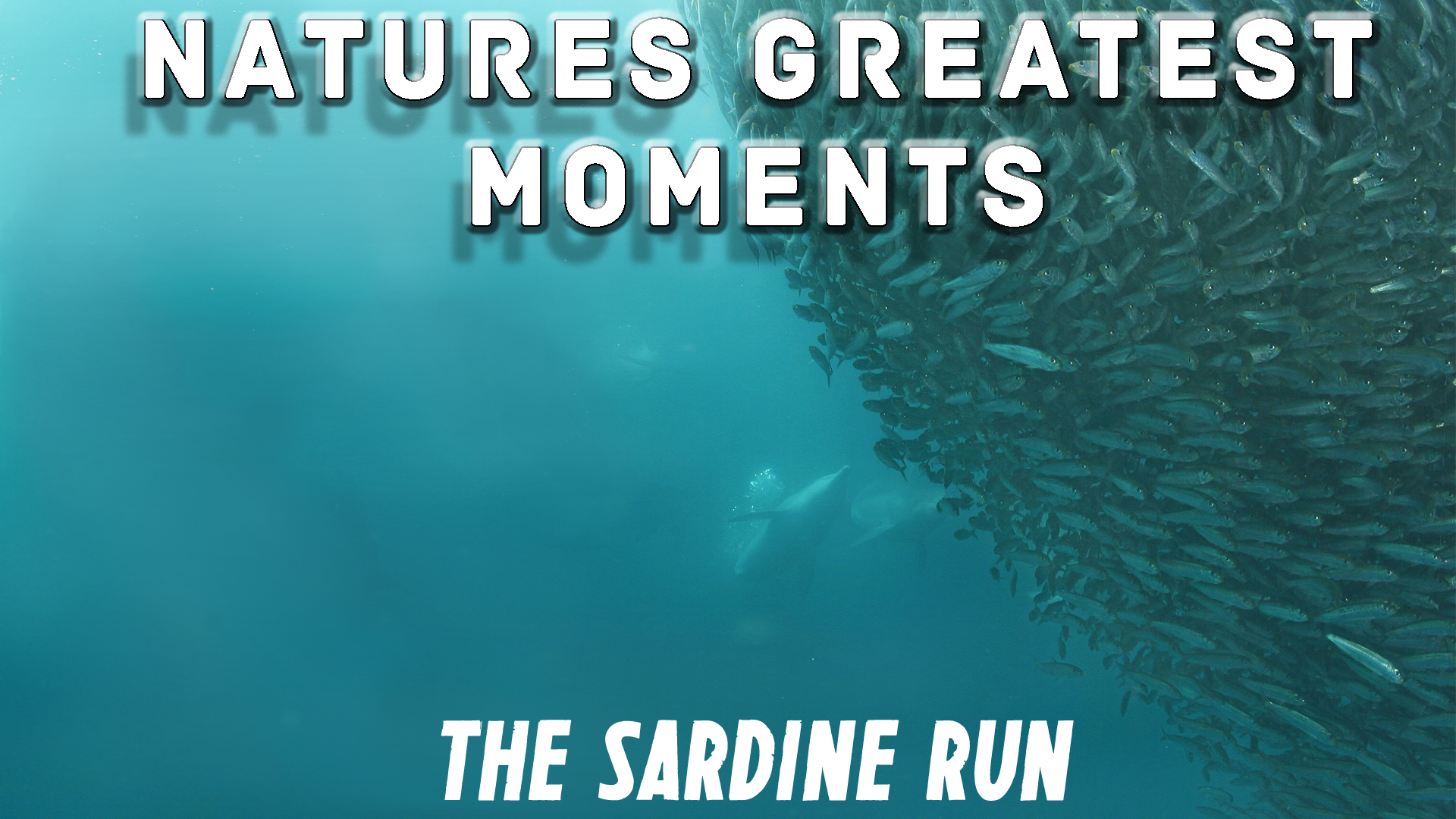 NGM105 - The Sardine Run