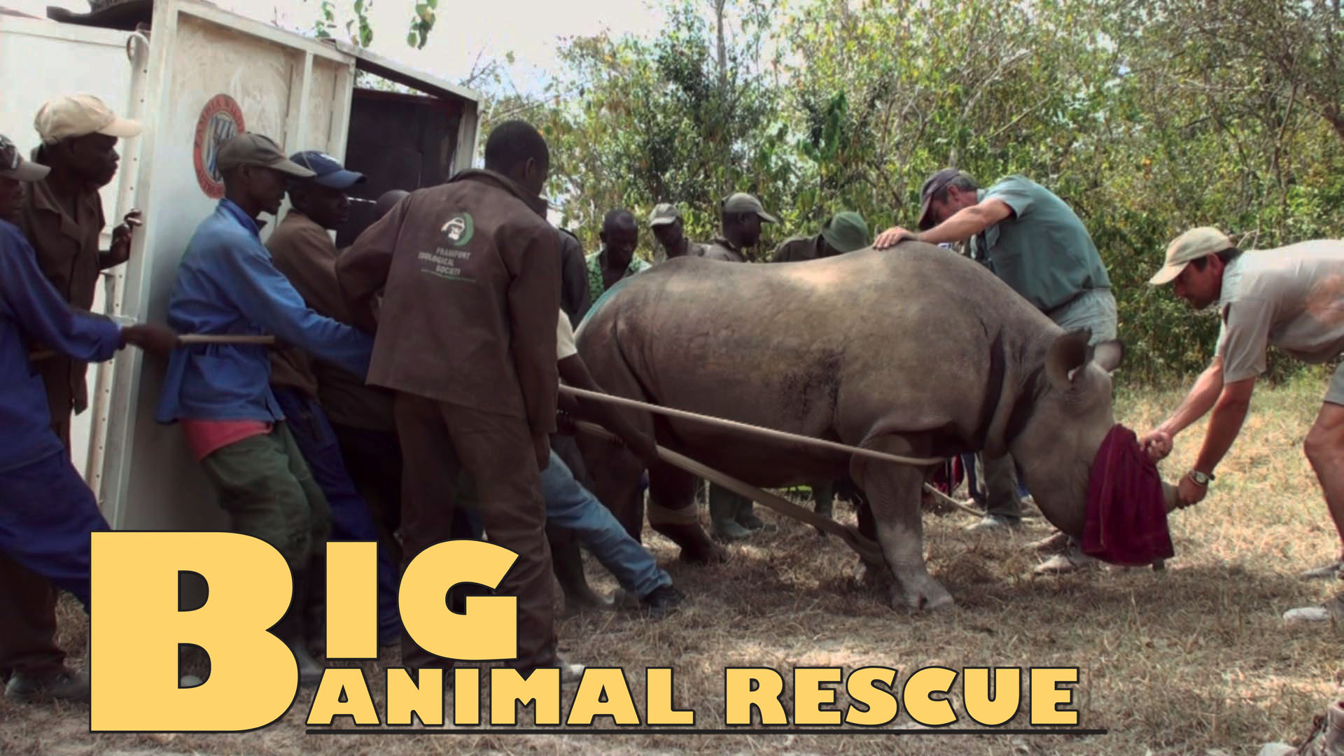 BAR04 - White Rhino Dehorning