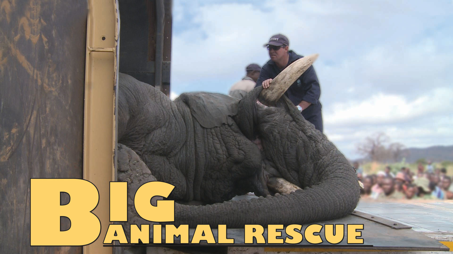 BAR07 - Elephant relocation