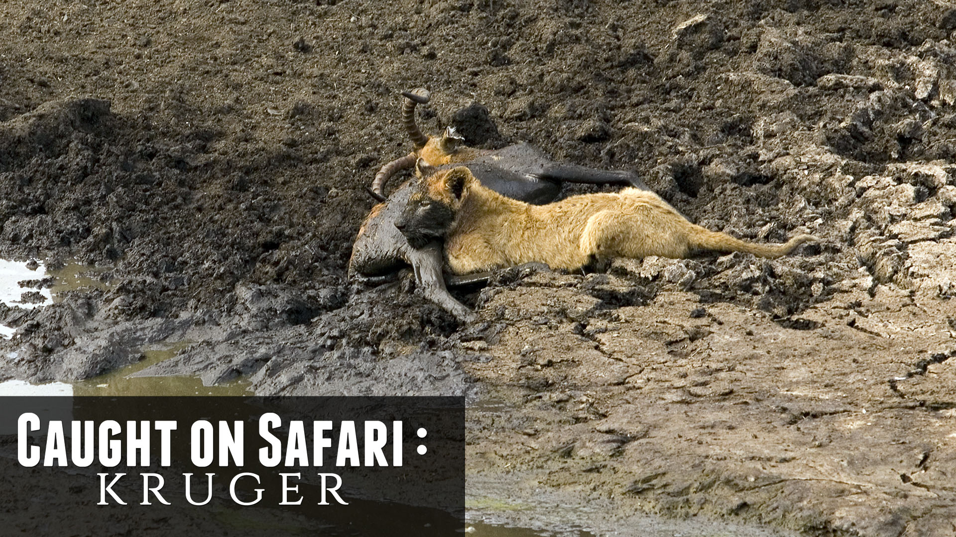 KS01 - The Singita Mega Lion Pride