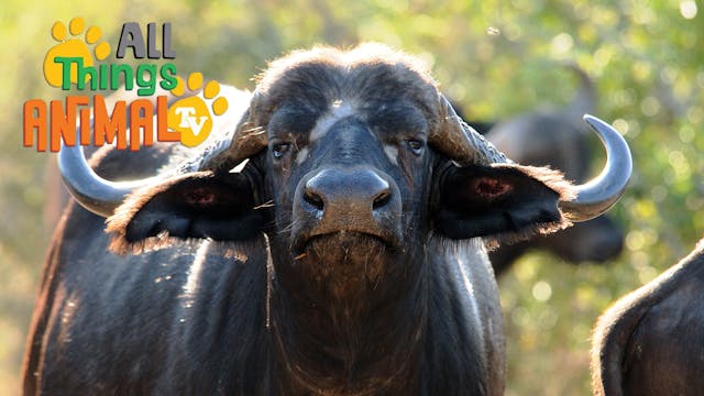 All Things Animal : Buffalo