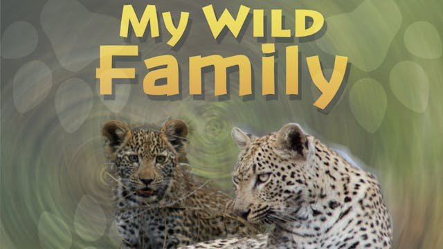 MWF209 - Baby Leopard