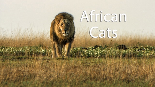 African Cats