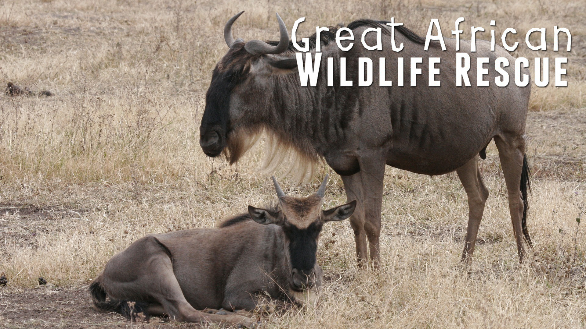 GAWR02 - Follow the Leader