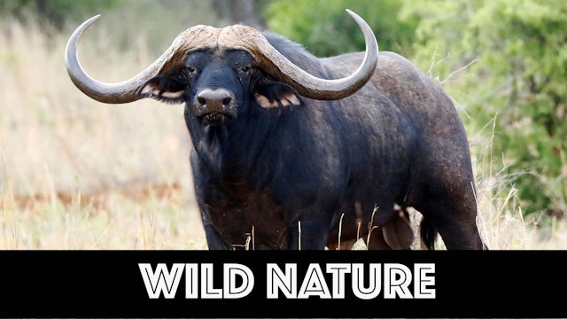 WN03 Cape Buffalo Bovine Teberculosis